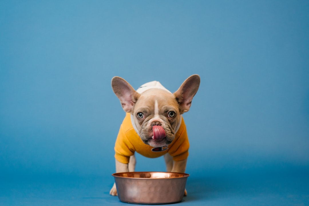 alimentation-nutrition-canine-avis-et-retour-d-experience-apres-plusieurs-mois