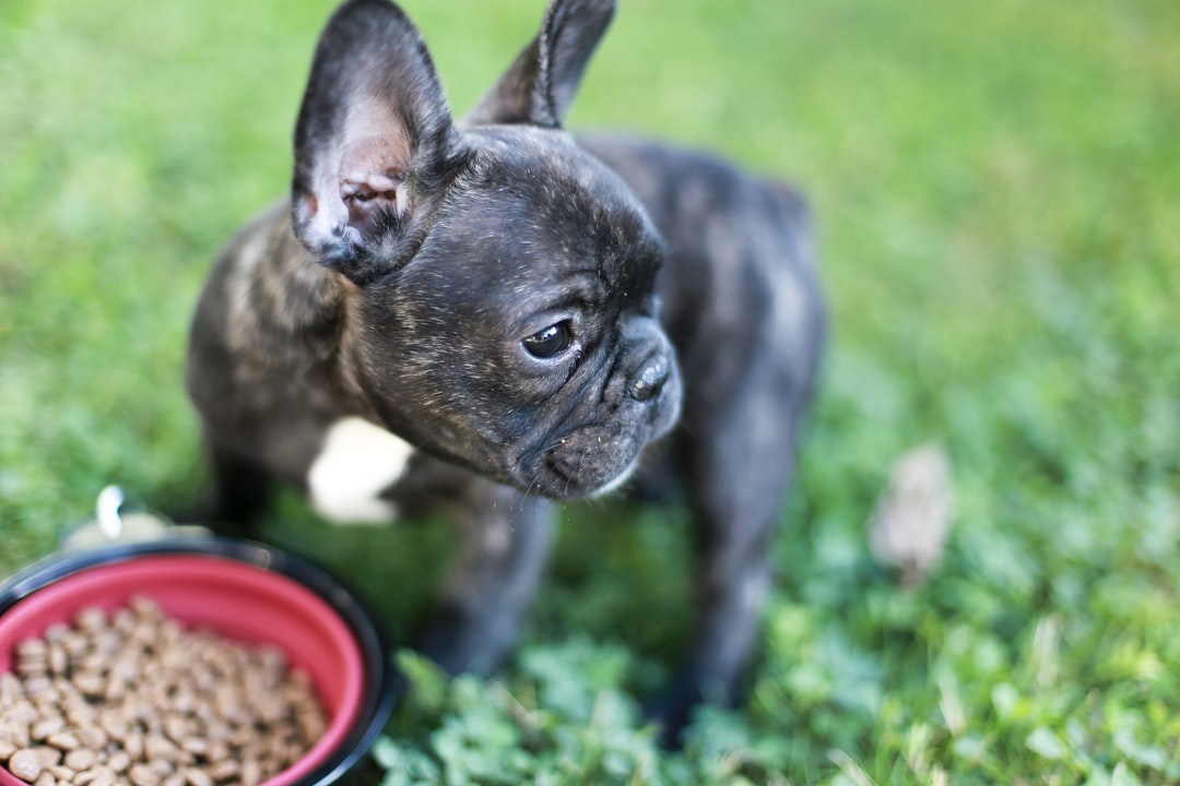alimentation-nutrition-canine-pour-debutants-le-guide-essentiel-de-demarrage