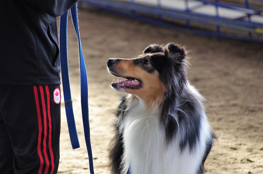 combien-coute-reellement-alimentation-nutrition-canine-en-2026-budget-et-devis